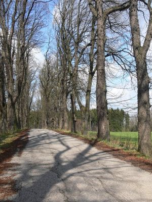 Žamberk - zámecký park 13.4.2008
Bez listí působí tohle místo pohádkově.
Klíčová slova: Žamberk zámecký park álej jírovec