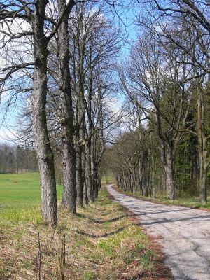 Žamberk - zámecký park 13.4.2008
Pohled álejí směrem k zámku.
Mots-clés: Žamberk zámecký park álej jírovec