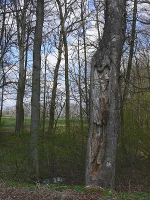 Žamberk - zámecký park 13.4.2008
Co se asi ukrývá v téhle dutině? Určitě zajímavé druhy brouků...
Mots-clés: Žamberk zámecký park álej jírovec