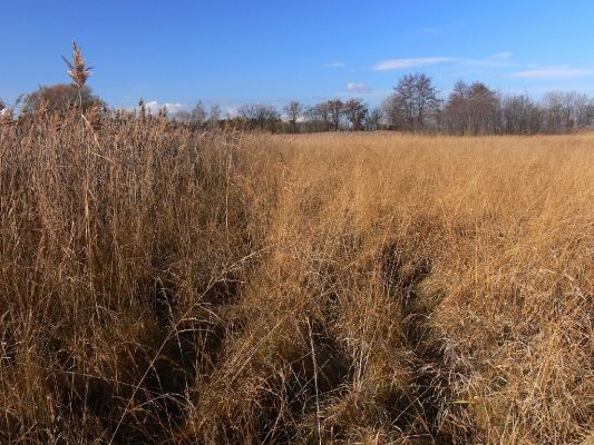 Hradec Králové - Kluky, mokřad u rybníka Datlík, 18.11.2009
Pohled na mořadní louku mezi rybníkem Datlík a Roudnička. V současné době patří tento biotop mezi nejzachovalejší v blízkém okolí Hradce Králové.
Mots-clés: Hradec Králové Kluky rybník Datlík mokřad