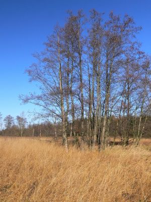 Hradec Králové - Kluky, mokřad u rybníka Datlík, 18.11.2009
Pohled na mořadní louku mezi rybníkem Datlík a Roudnička. V současné době patří tento biotop mezi nejzachovalejší v blízkém okolí Hradce Králové.
Keywords: Hradec Králové Kluky rybník Datlík mokřad