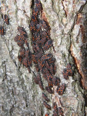 Hradec Králové - Kluky, lužní les u rybníka Datlík, 18.11.2009
Pestře zbarvená ploštice Lygaeus saxatilis se vyhřívá v odpoledním slunci. 
Mots-clés: Hradec Králové Kluky rybník Datlík lužní les Lygaeus saxatilis