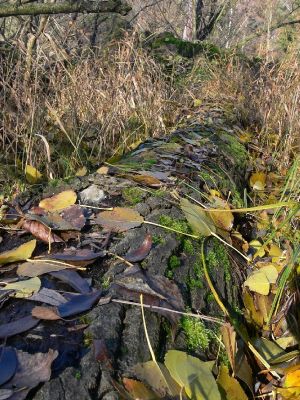 Hradec Králové - Kluky, lužní les u rybníka Datlík, 18.11.2009
Pozpadající se kmen padlého topolu hostí mnoho bezobratlých živočichů. 
Klíčová slova: Hradec Králové Kluky rybník Datlík lužní les topol