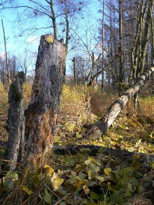 Hradec Králové - Kluky, lužní les u rybníka Datlík, 18.11.2009
Pahýl olše napadený dřevním hmyzem.
Schlüsselwörter: Hradec Králové Kluky rybník Datlík olše