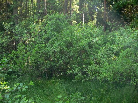 Nový Hradec Králové - rybník Výskyt, 18.6.2009
V krušině olšové se zde vyvíjí tesařík Menesia bipuctata.
Klíčová slova: Nový Hradec Králové rybník Výskyt rašeliniště krušina Menesia bipunctata