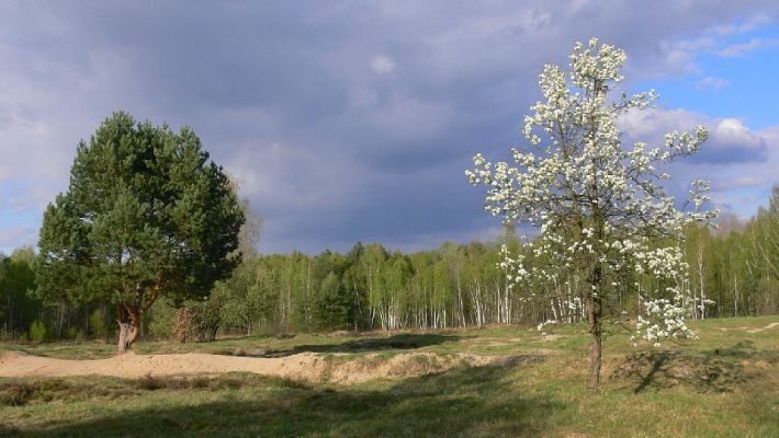 Hradec Králové - PP Na Plachtě 18.4.2007
Celkový pohled na vřesoviště a lokalitu Coniocleonus nebulosus.
Klíčová slova: Hradec Králové PP Na Plachtě vřesoviště Coniocleonus nebulosus