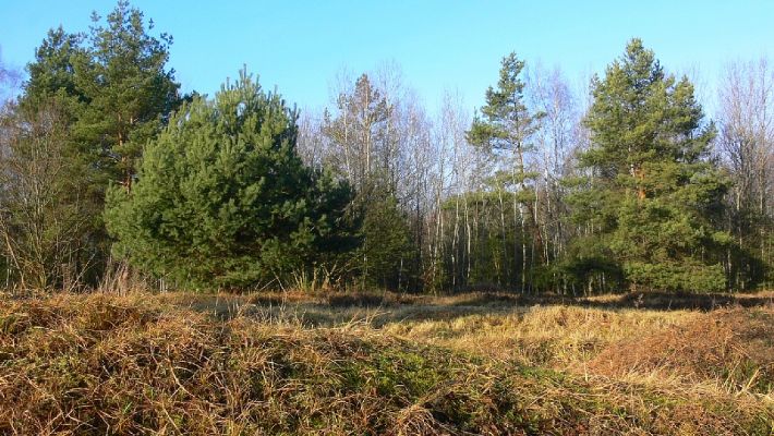 Hradec Králové - PP Na Plachtě 2.1.2007
Okraj vřesoviště. Holé plochy místy již zarůstají a s nimi mizí i brouci vázaní na stanoviště s řídkou vegetací.
Keywords: Hradec Králové PP Na Plachtě vřesoviště Coniocleonus nebulosus