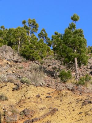 Parque Nacional del Teide 10.3.2008
Borovice kanárská - Pinus canariensis je endemit Kanárských ostrovů. Původní výskyt je na ostrovech Tenerife, Gran Canaria, La Palma, El Hierro. Na ostrově La Gomera je zřejmě nepůvodní. Roste ve výšce od 1 000 až do 2 000 m n. m.


Keywords: Kanárské ostrovy Tenerife Parque Nacional del Teide borovice kanárská