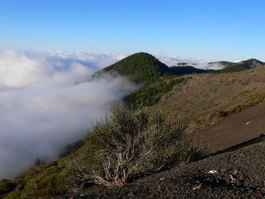 Parque Nacional del Teide 10.3.2008
Pohled na porosty borovice kanárské zahalené v mracích. 
Klíčová slova: Kanárské ostrovy Tenerife Parque Nacional del Teide borovice