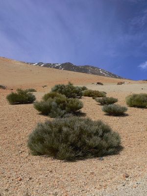 Parque Nacional del Teide 13.3.2008
Se vzrůstající nadmořskou výškou ubývá vegetace.
Schlüsselwörter: Kanárské ostrovy Tenerife Parque Nacional del Teide Pico vegetace