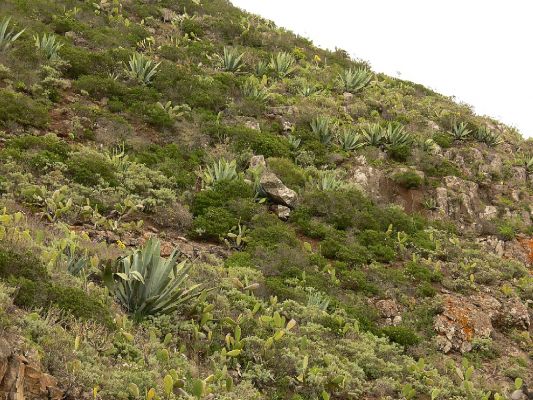 Parque Rural Teno 12.3.2008
Vegetace okolních svahů.
Klíčová slova: Kanárské ostrovy Tenerife Parque Rural Teno Bco. de Masca vegetace