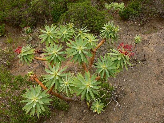 Parque Rural Teno 12.3.2008
Vzácný pryšec Euphorbia atropurpurea.
Schlüsselwörter: Kanárské ostrovy Tenerife Parque Rural Teno Bco. de Masca pryšec Euphorbia atropurpurea