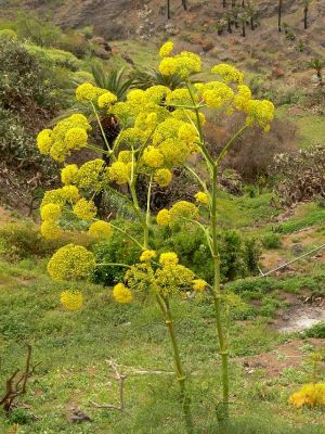 Parque Rural Teno 12.3.2008
Mrkvovitá rostlina rodu Ferula připomíná obrovský kopr.
Klíčová slova: Kanárské ostrovy Tenerife Parque Rural Teno Bco. de Masca Ferula