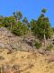 Parque_Nacional_del_Teide_2a.jpg