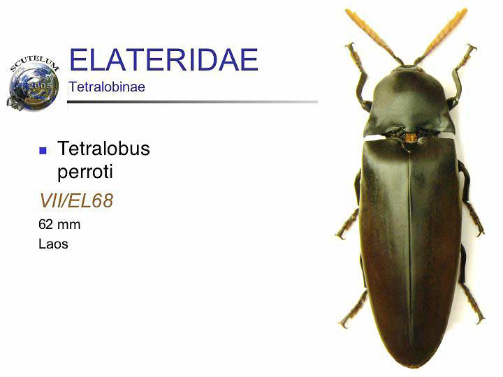 Tetralobus perroti
