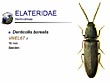 Denticollis borealis