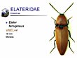 Elater ferrugineus