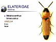 Melanoxanthus bimaculatus
