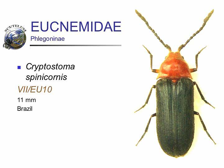 Cryptostoma spinicornis