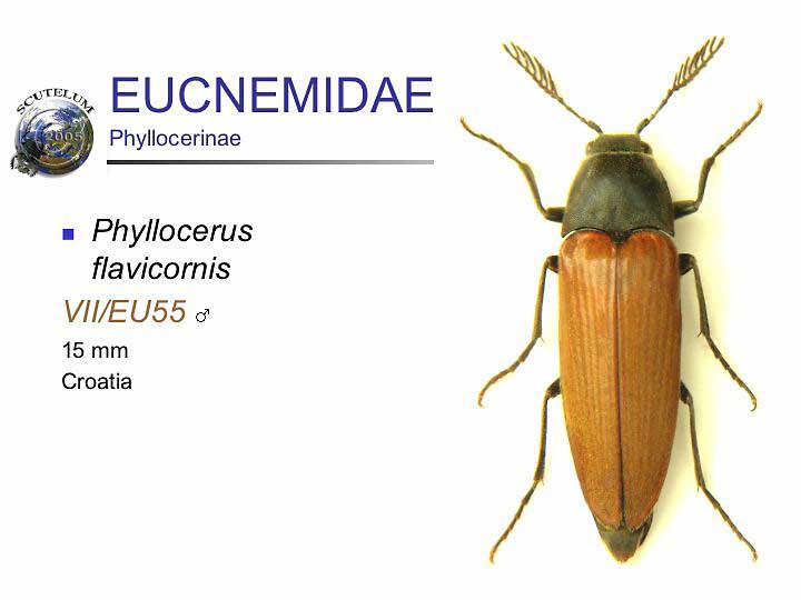 Phyllocerus flavicornis