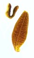 Actenicerus reuteri