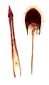 Ampedus agnatus