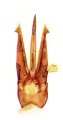 Ampedus davidiani