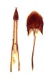 Ampedus davidiani