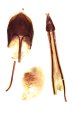 Ampedus smetanai