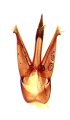 Ampedus taiwanensis