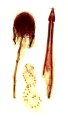 Ampedus zhangtiaoshanus