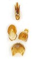 Calais persicus