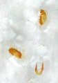 Cardiophorus balearicus