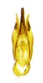 Cardiotarsus taitungensis