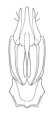 Coptostethus kundratai