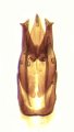 Ectinus biimpressus