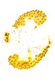 Ectinus biimpressus