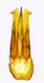 Hemicrepidius hauseri