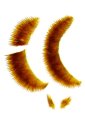 Homotechnes emeiensis
