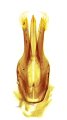 Melanotus jiangi