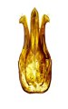 Melanotus paulusi