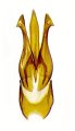 Mosotalesus janatai