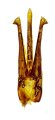 Mulsanteus kucerai