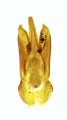 Phorocardius tibetanus