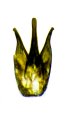 Podeonius nikodymi