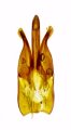 Podeonius shaanxianus