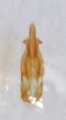 Priopus baumi