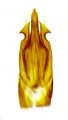 Priopus hongkongensis