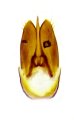 Schimelinus hubeiensis
