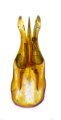 Scutellathous krali